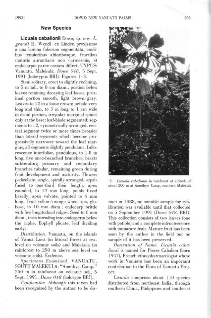 New Species of Vanuatu Palms - International Palm Society