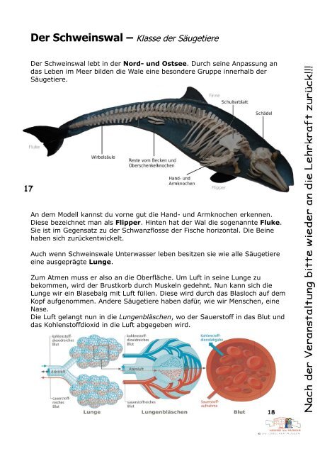 Arbeitsmaterial Schweinswal (PDF) - Jugend ins Museum