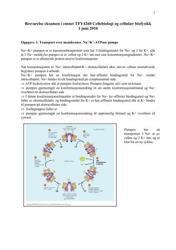 Besvarelse eksamen i emnet TFY4260 Cellebiologi og cellulÃƒÂ¦r ...