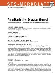 Amerikanischer Zebrabuntbarsch - Schweizer Tierschutz STS
