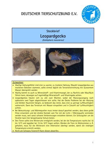 Leopardgecko - Deutscher Tierschutzbund