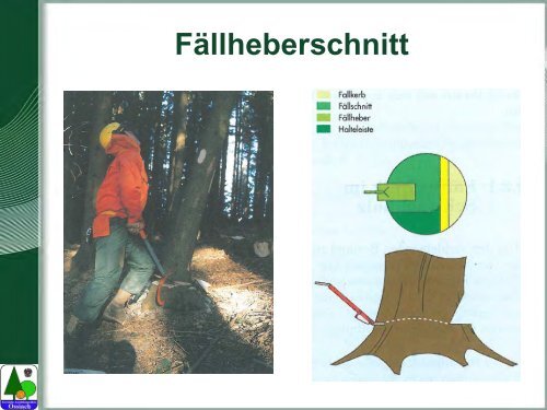 Waldarbeit und Unfallverhütung.pdf - BFW