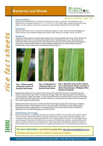 Bacterial Leaf Streak - Rice Knowledge Bank - International Rice ...