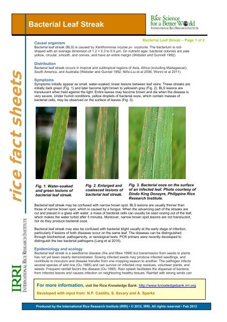 Bacterial Leaf Streak - Rice Knowledge Bank - International Rice ...