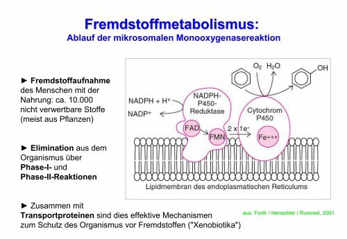 CYP450 und p-Glycoprotein vermittelte Arzneimittelinteraktionen