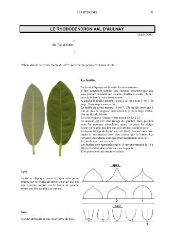 Le Rhododendron Val d'Aulnay. Etude et photo