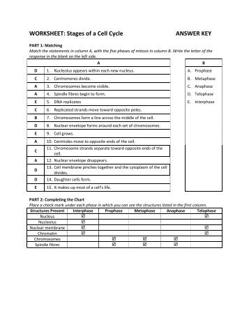 WORKSHEET: Stages of a Cell Cycle ANSWER KEY - Teacher