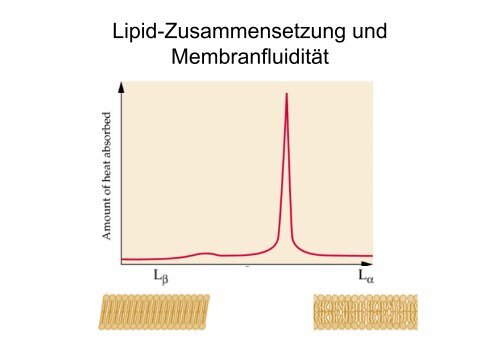 LIPIDE