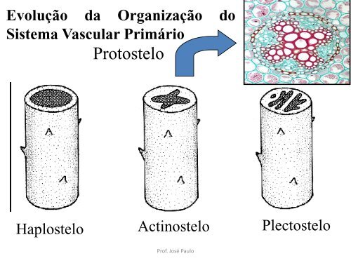 Plantas vasculares Sem Sementes PTERYDOPHYTAS