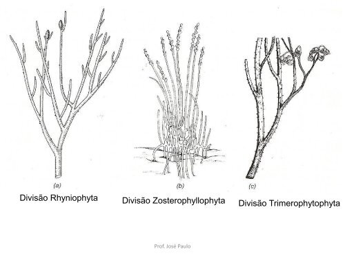 Plantas vasculares Sem Sementes PTERYDOPHYTAS