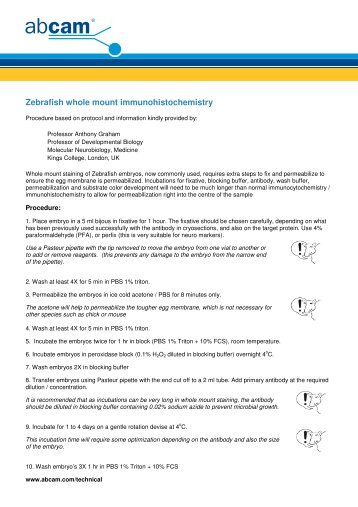 Zebrafish whole mount immunohistochemistry protocol - Abcam