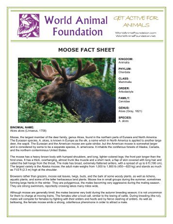MOOSE FACT SHEET - World Animal Foundation
