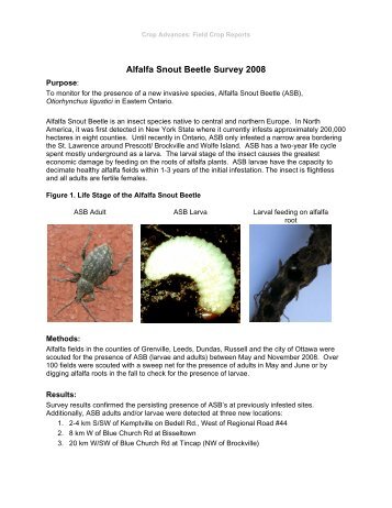 Alfalfa Snout Beetle Survey 2008 - Ontario Soil and Crop ...