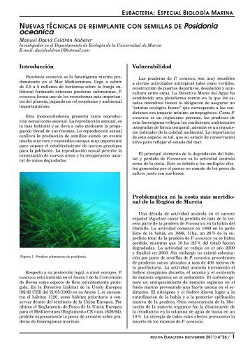 ver pdf - Universidad de Murcia