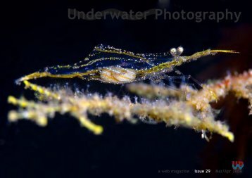 Underwater Photography - SENSACIONES.org