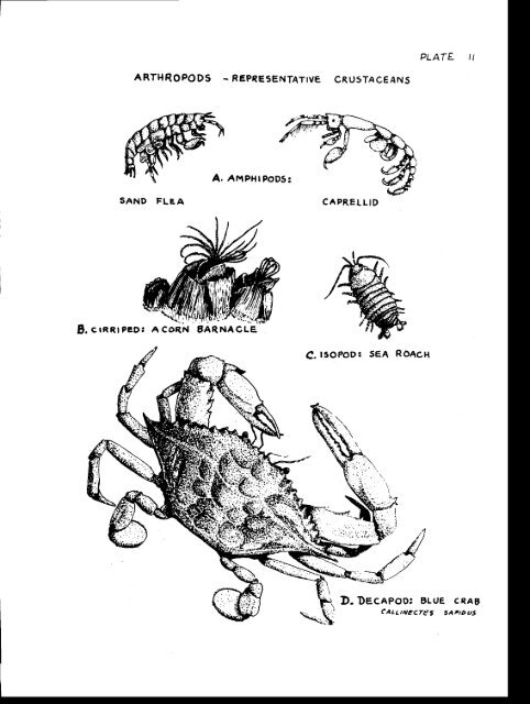 Guide to the identification of marine plants and invertebrate animals ...
