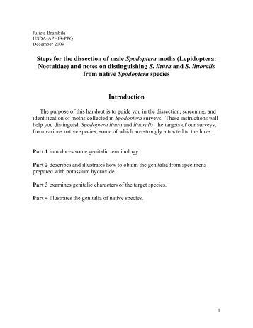 Steps for the dissection of male Spodoptera moths and notes on ...