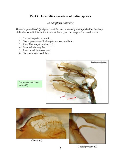 Steps for the dissection of male Spodoptera moths and notes on ...