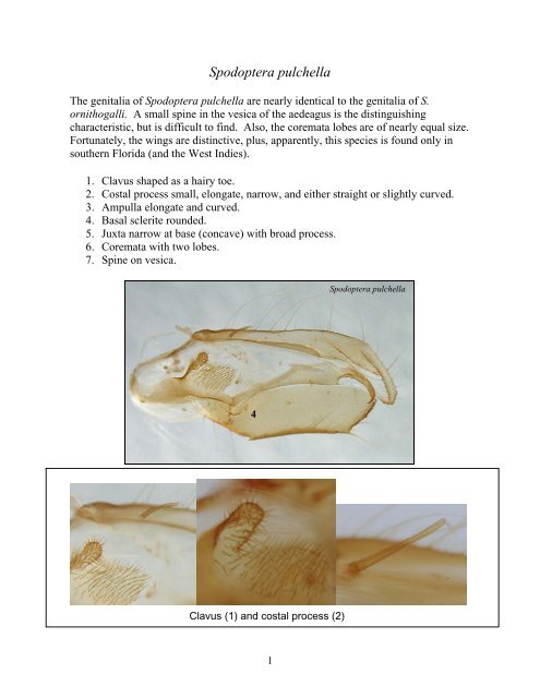 Steps for the dissection of male Spodoptera moths and notes on ...