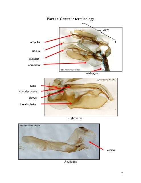 Steps for the dissection of male Spodoptera moths and notes on ...