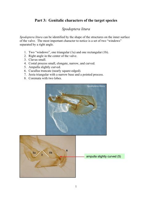Steps for the dissection of male Spodoptera moths and notes on ...