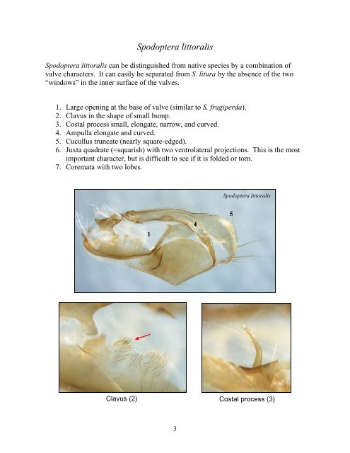 Steps for the dissection of male Spodoptera moths and notes on ...