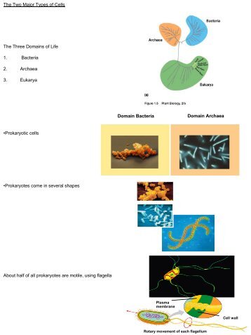 The Two Major Types of Cells The Three Domains of Life 1. Bacteria ...