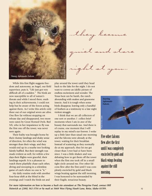 2001 Newsletter - The Peregrine Fund