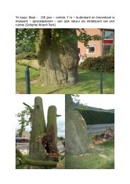 driestammig beuk.pdf - Woodworking.nl het Houtbewerkersforum