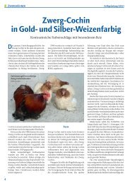 Zwerg-Cochin in Gold- und Silber-Weizenfarbig - gefluegelzeitung.de