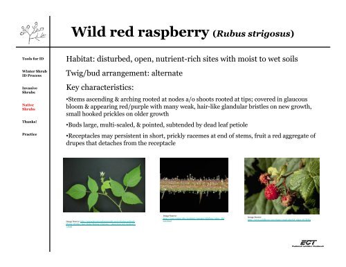 Beginning Botany: Winter Shrub Identification