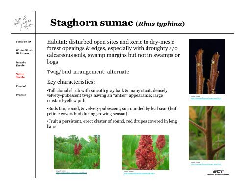 Beginning Botany: Winter Shrub Identification