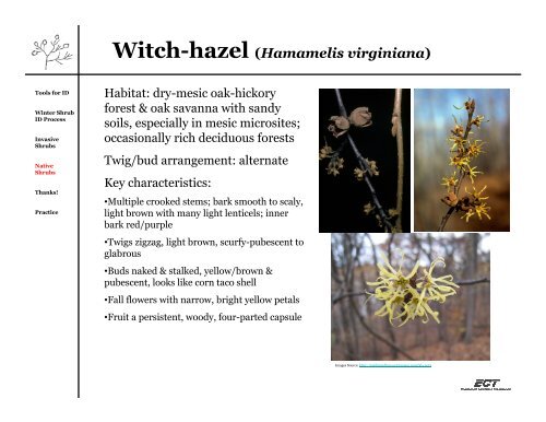 Beginning Botany: Winter Shrub Identification