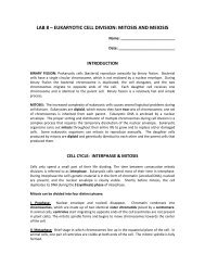 Mitosis Vs Meiosis Chart Pdf