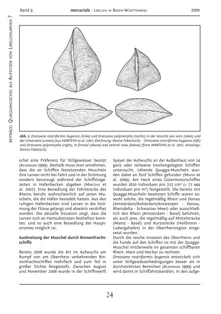 Die Quagga-Muschel Dreissena rostriformis bugensis