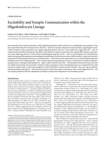 Excitability and Synaptic Communication within the ... - Dwight Bergles