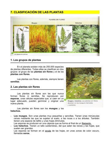 7. CLASIFICACIÓN DE LAS PLANTAS - Dolmen de Soto