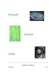 Procyte-Eucyte-Viren - kai