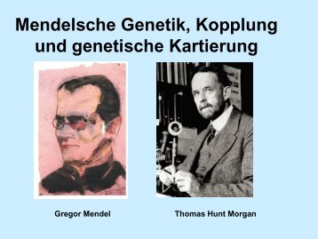 Mendelsche Genetik, Kopplung und genetische Kartierung