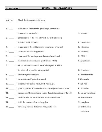 REVIEW: CELL ORGANELLES Match the description to the term ...