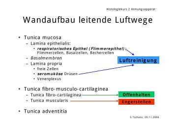 Folien Histokurs Atemapparat