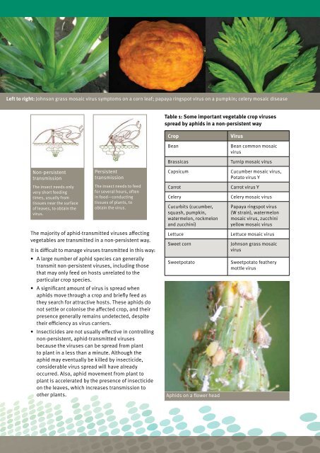 Aphid-transmitted viruses in vegetable crops