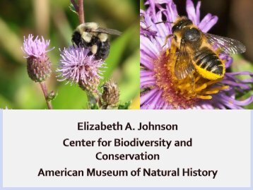 Elizabeth Johnson, American Museum of Natural History - bees