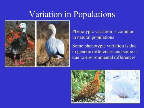 Variation in Populations.pdf