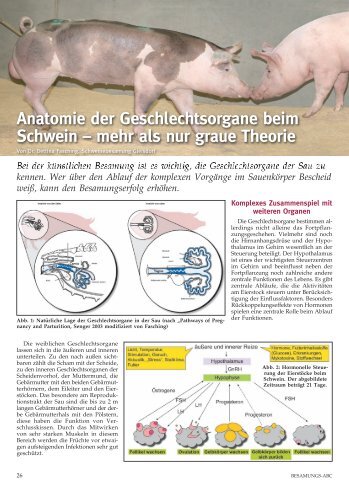 Ganzer Artikel als pdf...