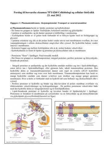 Forslag til besvarelse eksamen TFY4260 Cellebiologi og cellulÃƒÂ¦r ...