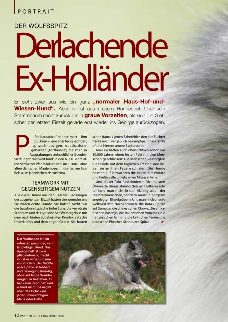 Portrait Der Wolfsspitz Liebhaber Des Deutschen Spitzes E V liebhaber des deutschen spitzes e v