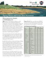 Piping Plover and Least Tern Newsletter - Maine Audubon