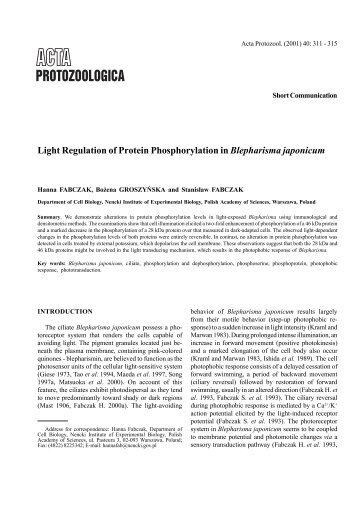 Light Regulation of Protein Phosphorylation in Blepharisma japonicum