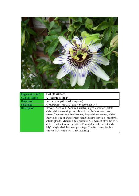 Sonia - Passion Flowers